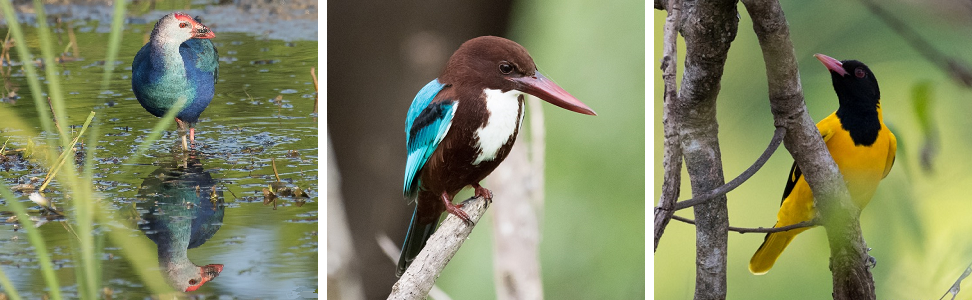 Banniere Bird Watching