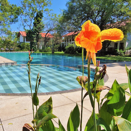 The pool & garden